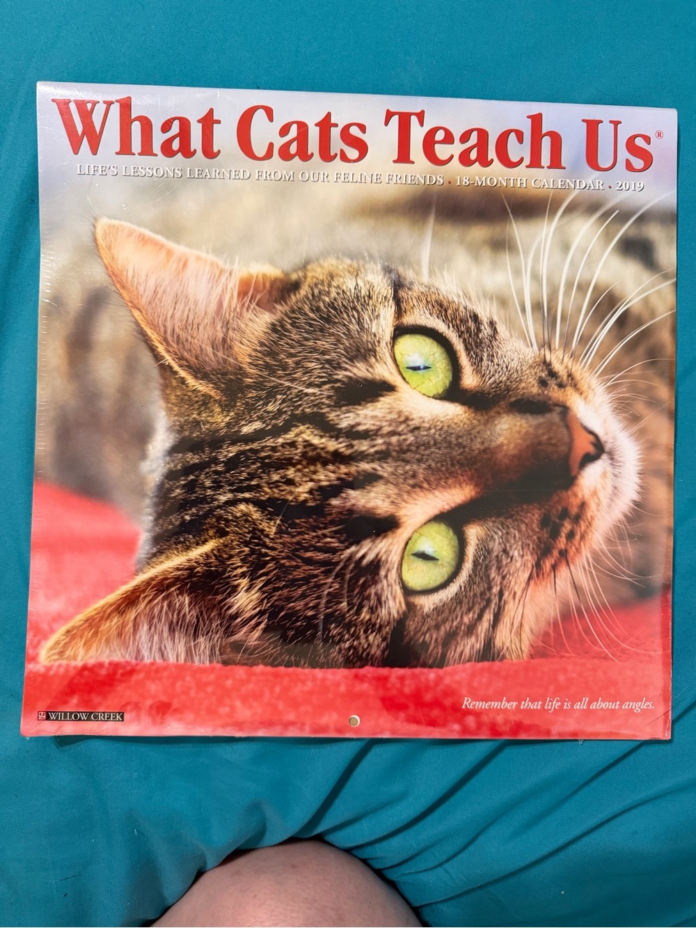 NEW "What Cats Teach Us" 2019 Cat Calendar - Can be used for 2030